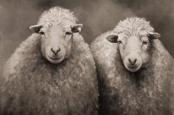 Sheep sepia