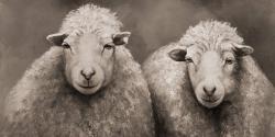 Sheep sepia