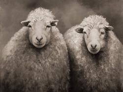 Sheep sepia