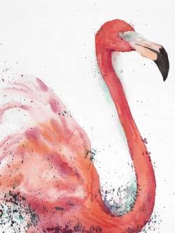 Flamant rose éclaboussant