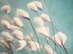 Cotton grass flowers in the wind