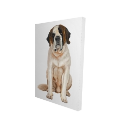 Saint bernard