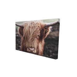 Desaturated highland cow