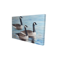 Canada geese in water