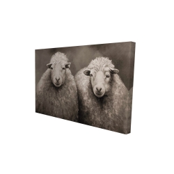 Sheep sepia