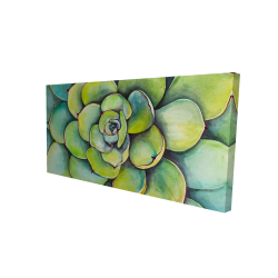 Watercolor succulent plant