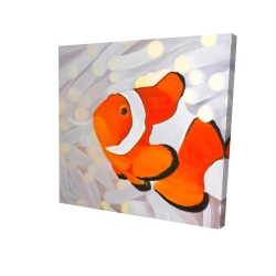 Clownfish