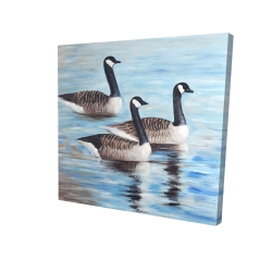 Canada geese in water