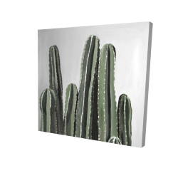 Cactus bougie du désert