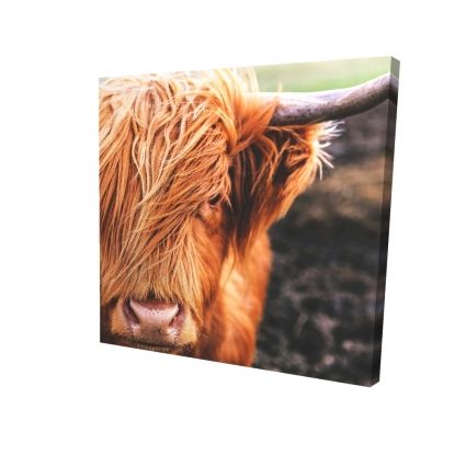Vache highland portrait