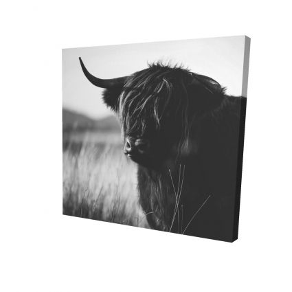 Belle vache highland monochrome