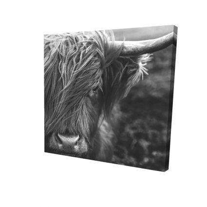 Vache highland monochrome portrait