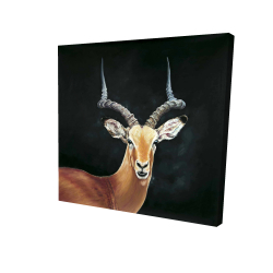 Antilope