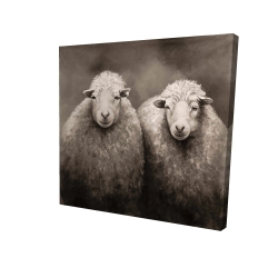 Sheep sepia