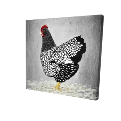 Black and white wyandotte hen