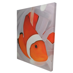 Clownfish under the sea