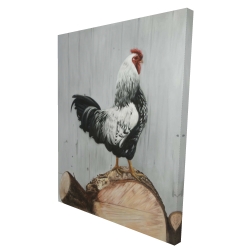 Wyandotte rooster