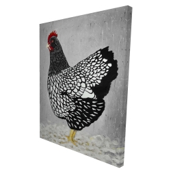 Black and white wyandotte hen