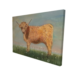 Daisy the highland cow