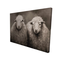 Sheep sepia