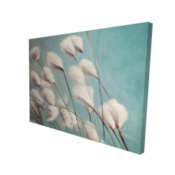 Cotton grass flowers in the wind