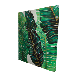 Feuilles de plantes exotiques