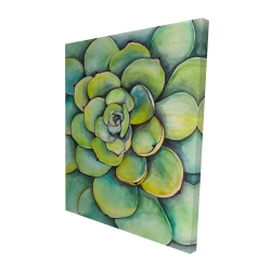 Watercolor succulent plant