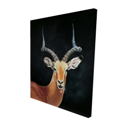 Antilope