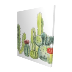 Petits cactus