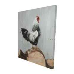 Wyandotte rooster