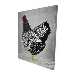 Black and white wyandotte hen