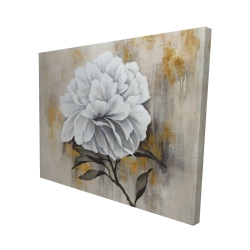 Pivoine blanche