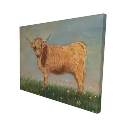 Daisy the highland cow