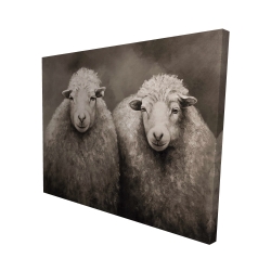 Sheep sepia