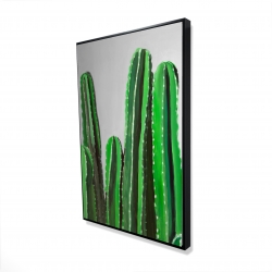 Cactus cierges