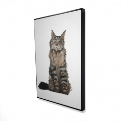 Maine coon cat