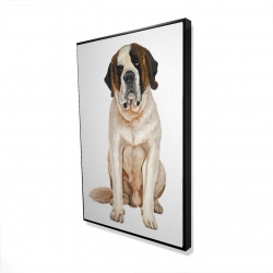 Saint bernard