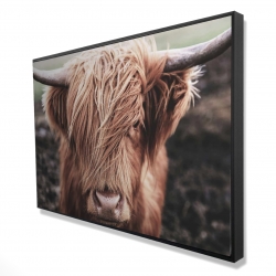 Desaturated highland cow