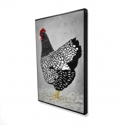 Black and white wyandotte hen