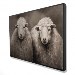 Sheep sepia