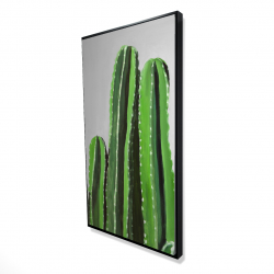 Cactus cierges