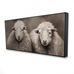 Sheep sepia