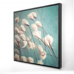 Cotton grass flowers in the wind