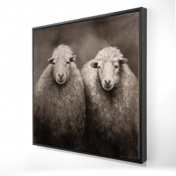 Sheep sepia