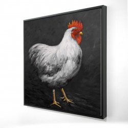 Grey rooster 2