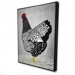 Black and white wyandotte hen