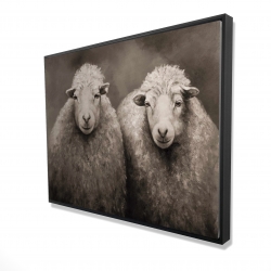 Sheep sepia