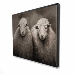 Sheep sepia