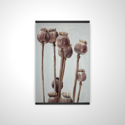 Sepia poppy head plants