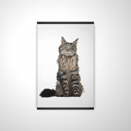 Maine coon cat